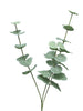 Rosa Dijon Creme 64cm
