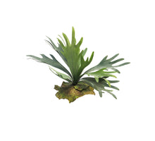 Platycerium tt grün 27 cm