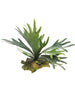 Platycerium tt grün 27 cm