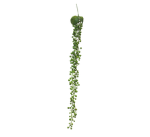 Senecio Hängepflanze grün 60cm