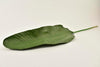 Coryllus flower grey green 80cm