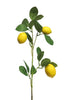 Seed fruit bundle x5 green 58cm