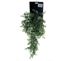 Boxwood bush small on hang card green 50cm