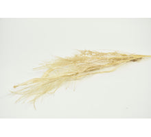 pb. Ginstergras 100 gr gelb 90-100 cm