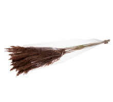 helichrisum gedroogd bos wit