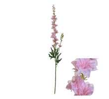 Viburnum Roseum x6 creme 60cm