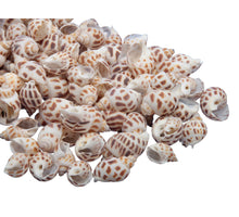 pb. 1 kg. nassa shells natural ass.