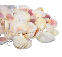 pb. 16 knobby starfish natural 7-10 cm