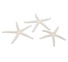 pb. 16 Finger Seesterne natur 7-10 cm