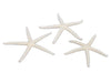 pb. 16 Finger Seesterne natur 7-10 cm