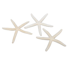 pb. 12 Finger Seesterne natur 10-15 cm