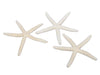 pb. 12 Finger Seesterne natur 10-15 cm