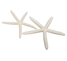 pb. 8 Finger Seesterne natur 15-20 cm