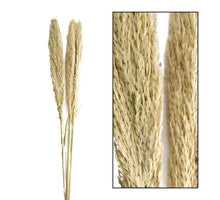 Kranz Gras Ø12x2cm Natur