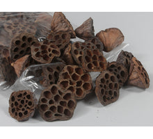 pb. 25 Lotusblumen natur 7-9cm