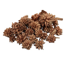 pb. Sternblume Gold waschen 500gr.