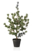 Cedar pine in pot 80cm green