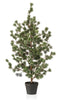 Cedar pine in pot 120cm green