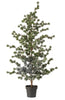 Cedar pine in pot 150cm green (knock down packing)