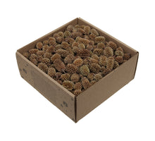 w/b. Casurina natural 430 gr.