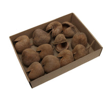 w/b. 12 budha nut natural 10 cm