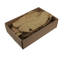 ca. 100 Salblätter, natur