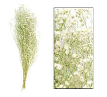 DF Pampas Silvy Bs(10pc) Altrosa 75cm