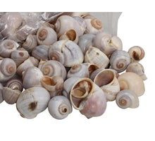 Nattai natürliche Muscheln 1 kg