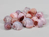 pb. kg nattai shells l.pink 1kg