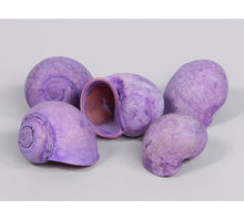 Nattai lila Muscheln 1 kg