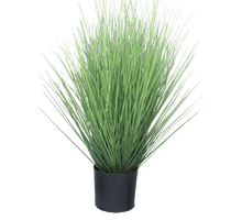Königsschwingel grün im Topf 60cm