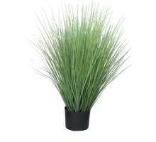 Königsschwingel grün im Topf 76cm