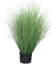 Königsschwingel grün im Topf 76cm