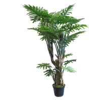 Philodendron Wasimbu grün 190cm