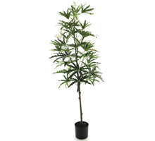 Dizygotheca im Topf grün 182cm