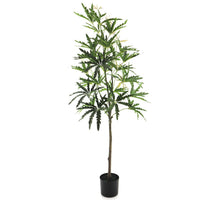 Dizygotheca im Topf grün 156cm