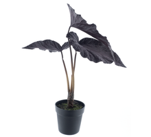 Begonie im Topf (1 Jahr UV-geschützt) Aubergine 81cm