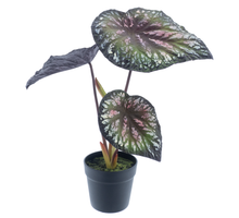 Begonie im Topf (1 Jahr UV-geschützt) lila 58cm