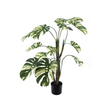 Monstera Alba in pot green/white 144cm