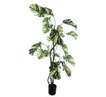 Monstera Alba in pot green/white 190cm