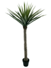 Yucca im Topf, grün, 180 cm