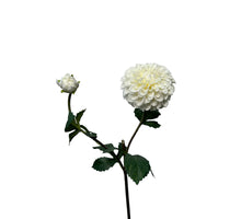Dahlia LG Spray 74 cm weiß