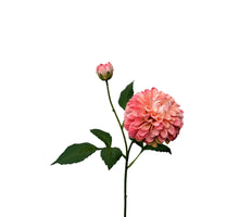 Dahlie x 1 + Knospe 56 cm Perlmutt