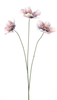 Helleborus spray Agri purple 52cm