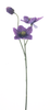 Helleborus-Spray Caseros lila 56cm