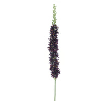 Eremurus spray Flers purple 105cm