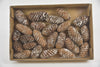 Tannenzapfen mini Fichte (24Stk) "Snowy"