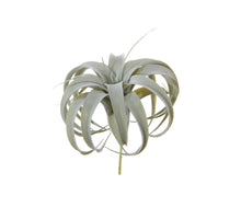 Tillandsia, Höhe 23 cm, grün