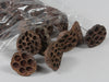 Lotus 3-5cm on wire 10cm natural 100pcs