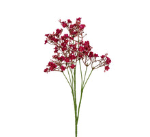 Gypsophila 70cm kirschrot